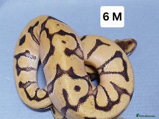 Python Snake reptiles Royal Python Morph Hatchling's Female - Advert 9