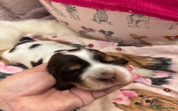 Cocker Spaniel dogs for sale: Outstanding show cocker pups - Image 6