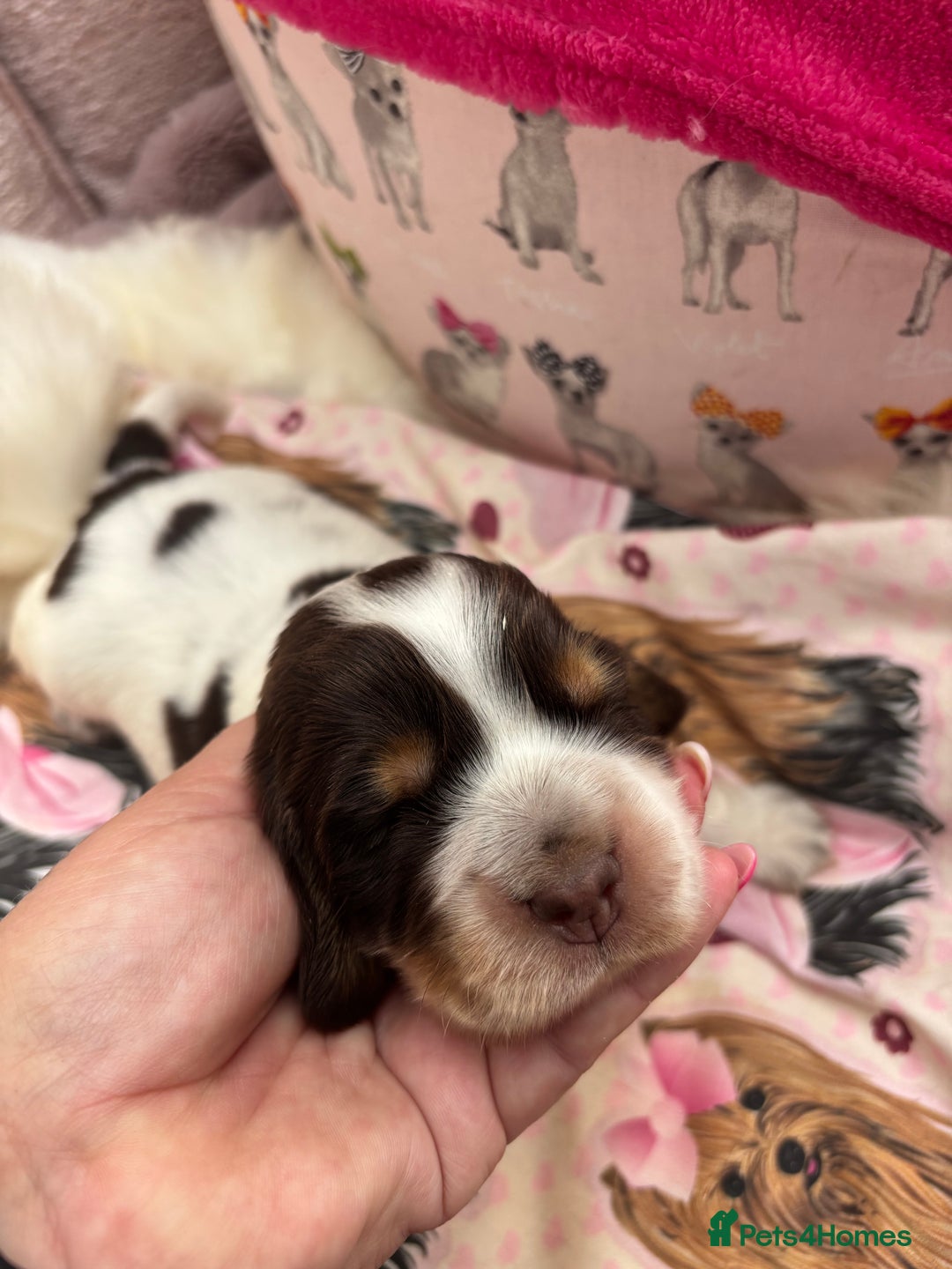 Cocker Spaniel dogs for sale: Outstanding show cocker pups - Image 6