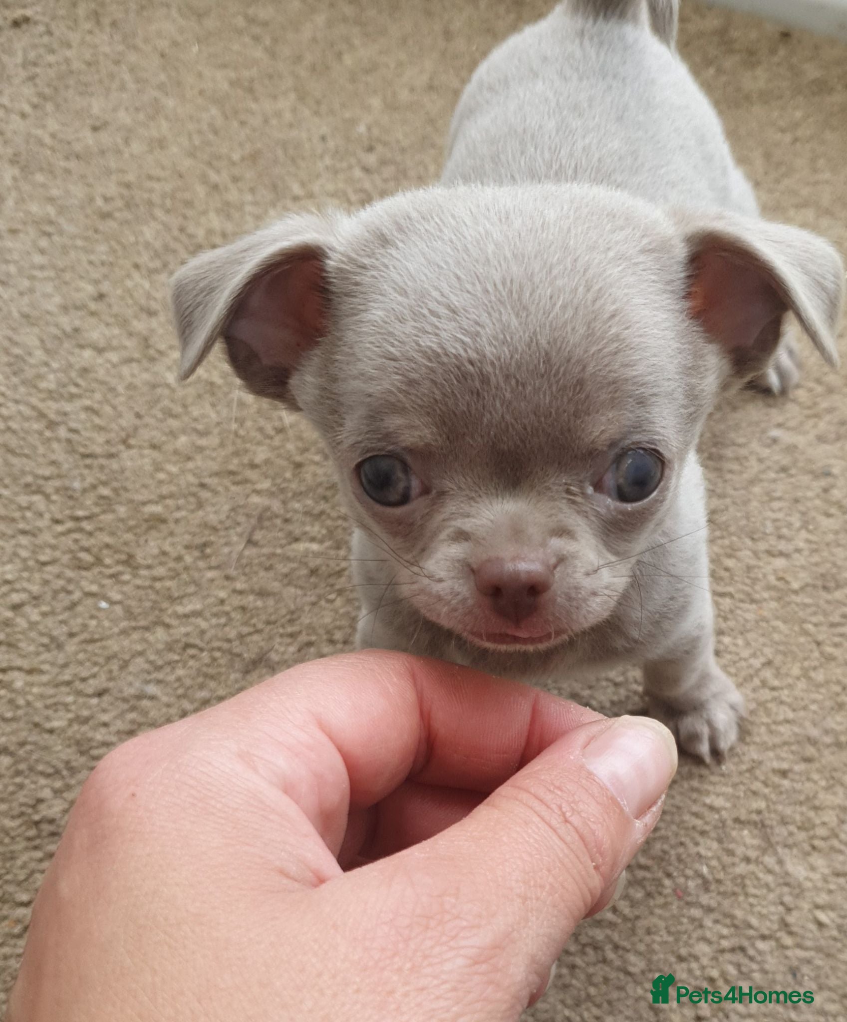 Chihuahua dogs 🐾Stunning appledome double coat lilac puppies 🐾 - Advert 2