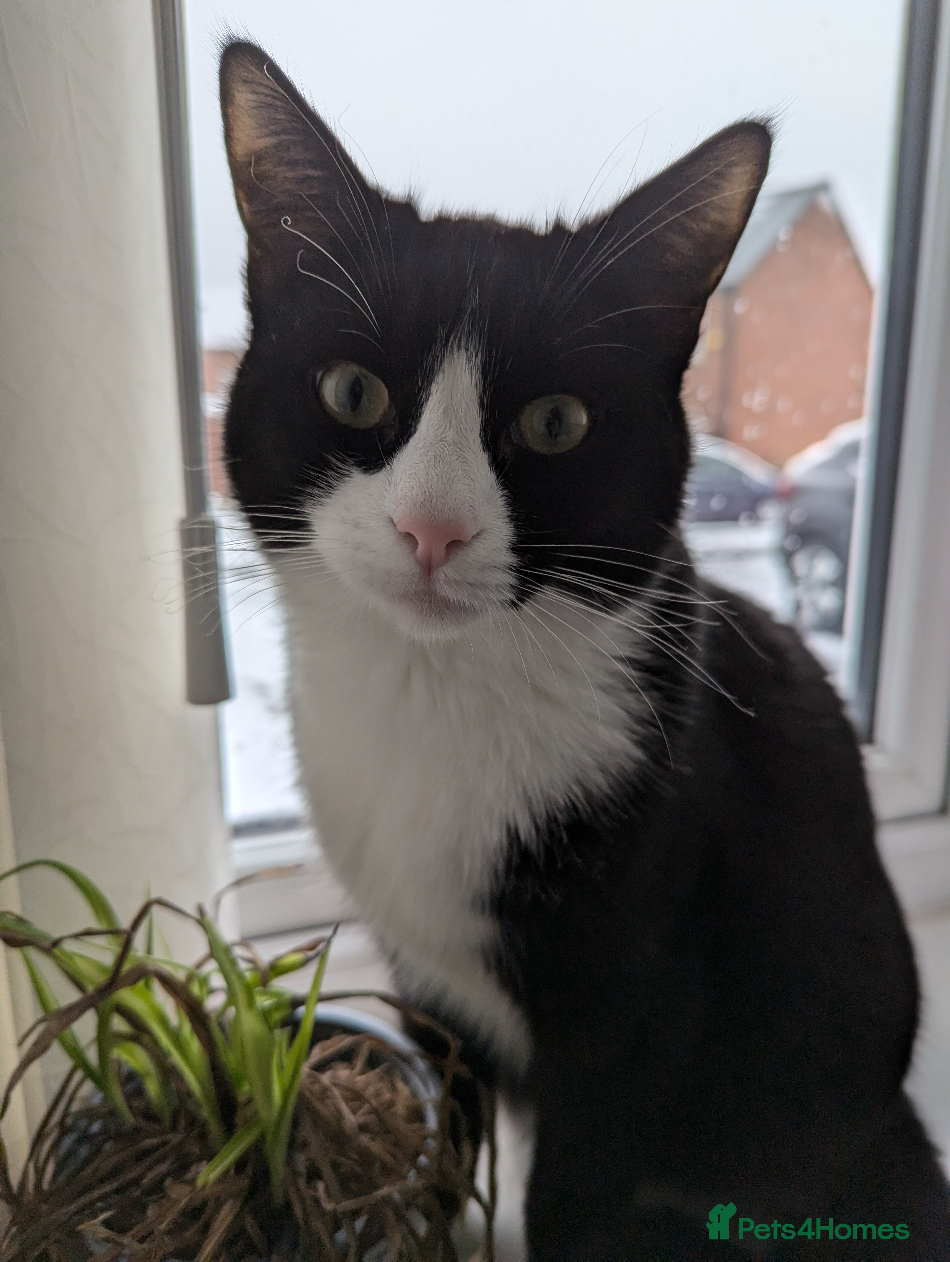 Mixed Breed cats 2 year old male - Advert 1