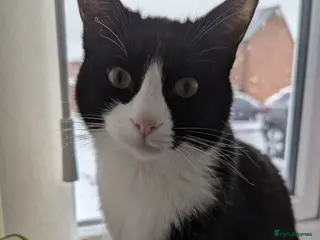 Mixed Breed cats 2 year old male - Advert 1