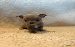 Chihuahua dogs for sale: CHIHUWAHUA PUPPIES. SMOOTH COAT. KC REG. - Image 15
