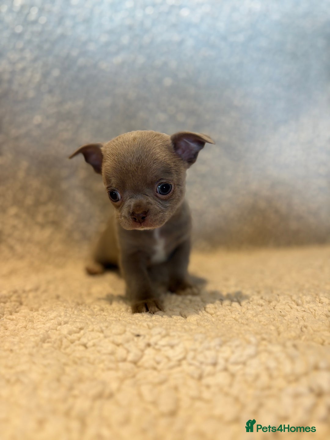 Chihuahua dogs for sale: CHIHUWAHUA PUPPIES. SMOOTH COAT. KC REG. - Image 15