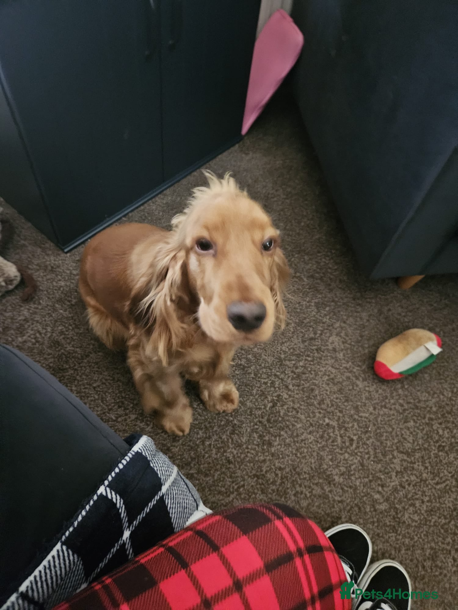 Cocker Spaniel dogs English Cocker Spaniel  - Advert 1