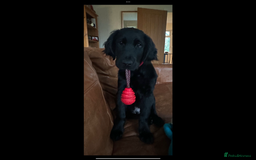 Flat coated Retriever dogs for sale: Beautiful Labrador retriever flatcoat gundog pups  in Haywards Heath - Image 19