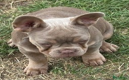 French Bulldog dogs for sale: Isabella wrapped in cream, fluffy carrier - Image 14