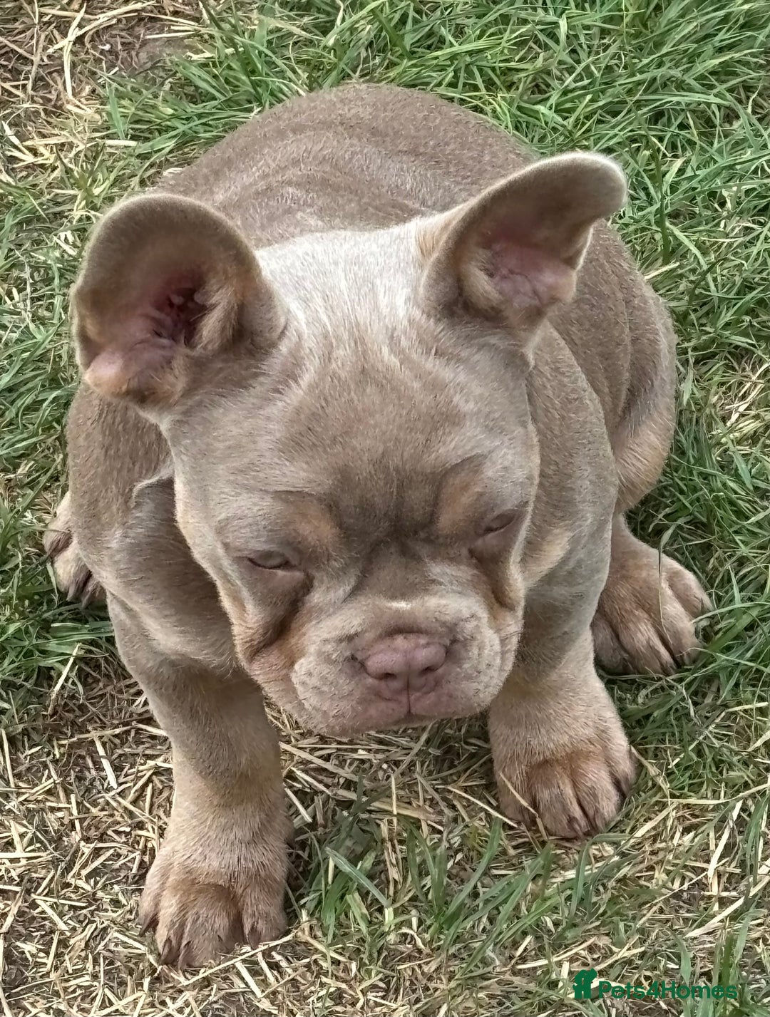 French Bulldog dogs for sale: Isabella wrapped in cream, fluffy carrier - Image 14