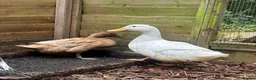 Ducks poultry for sale: Mixed flock for sale in Worcester - Advert 1
