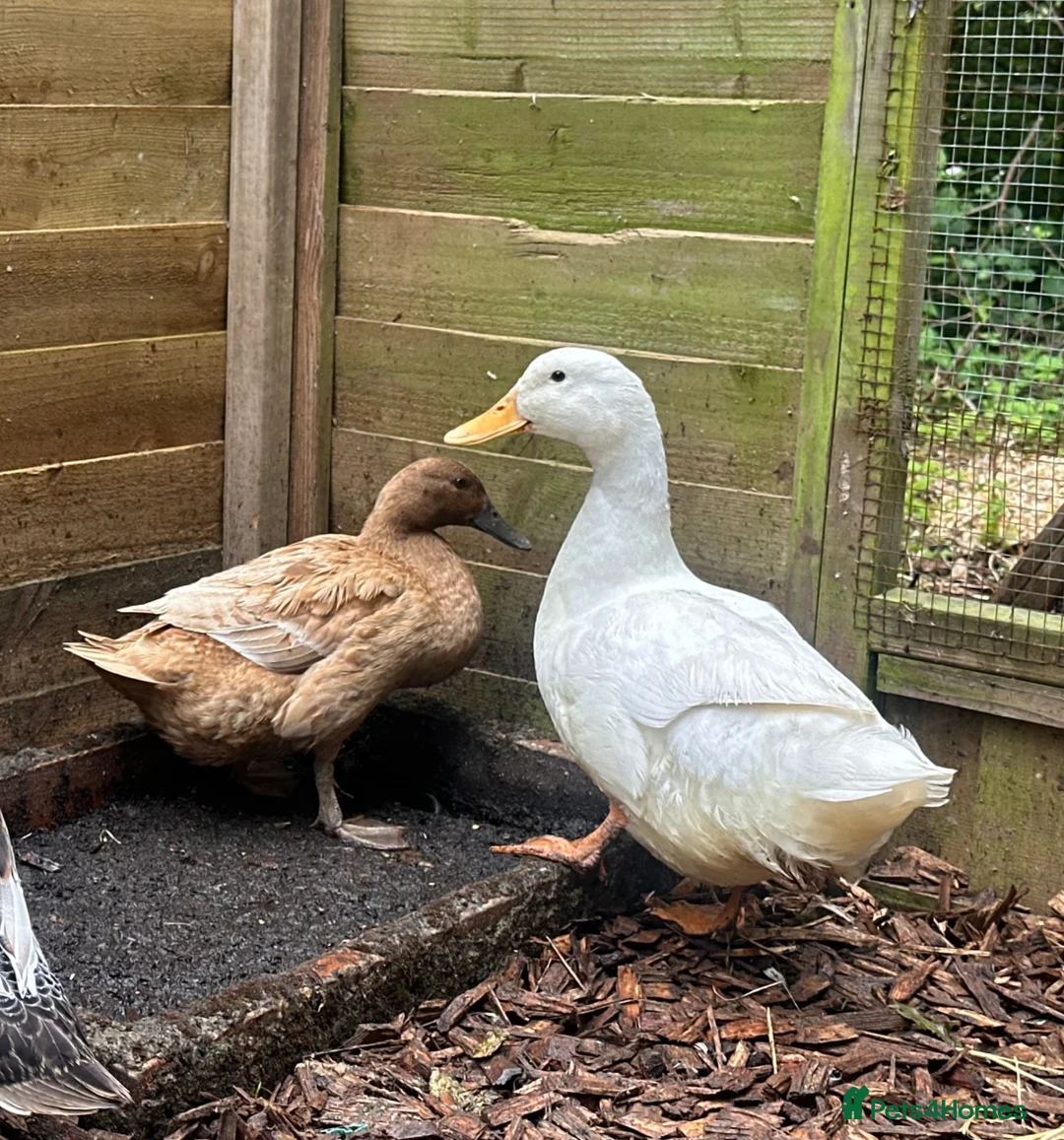 Ducks poultry for sale: Mixed flock for sale in Worcester - Advert 1