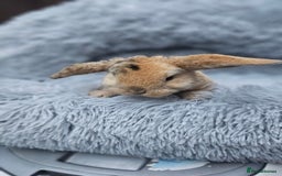 Mini Lop rabbits for sale: MINI PLUSH LOP - LAST BABY TO RESERVE - Image 4
