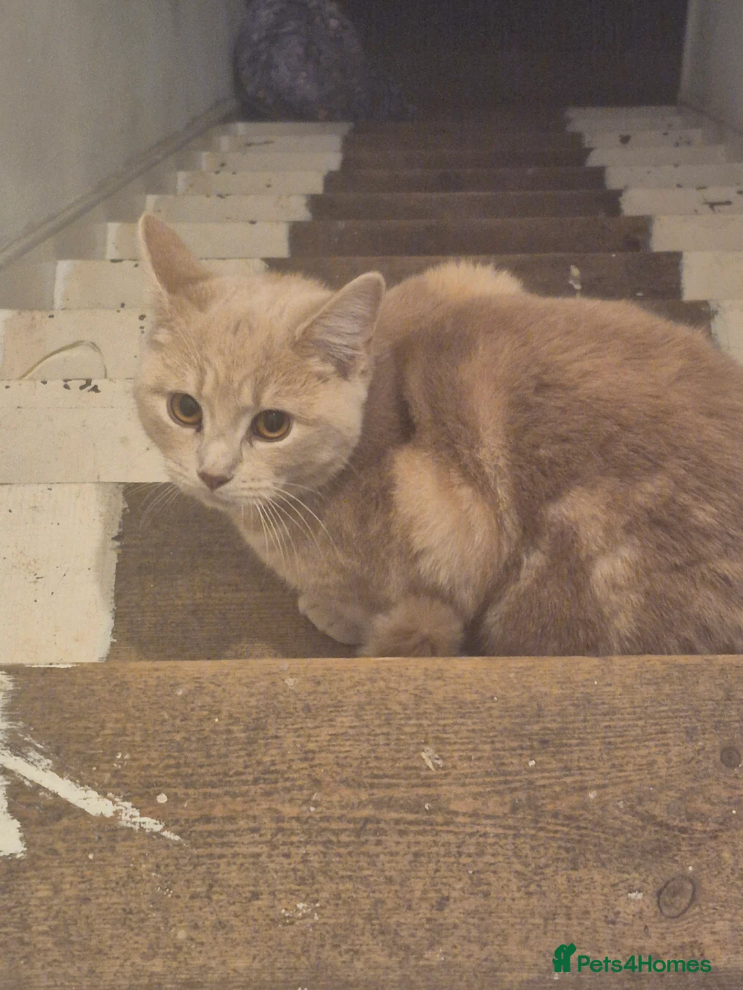 British Shorthair cats for sale: Urgent rehome *girl pending* - Advert 1