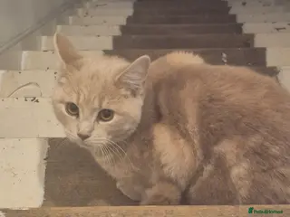 British Shorthair cats Urgent rehome - Advert 1