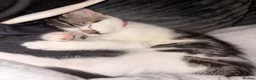 British Longhair cats for sale: British longhair kittens - Advert 5