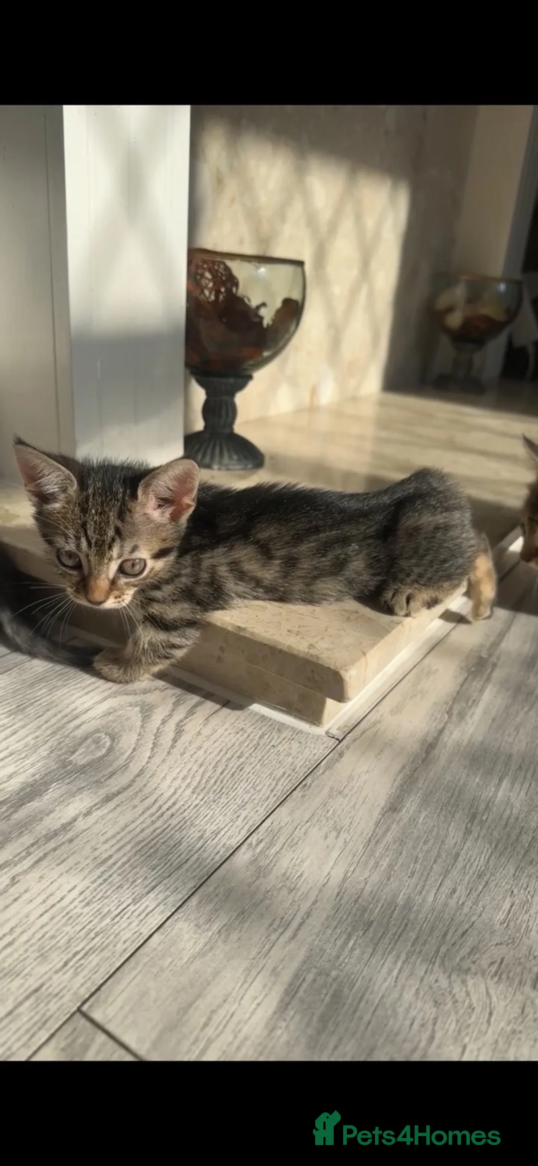 Munchkin cats for sale: 2 Munckin kittens - Advert 1