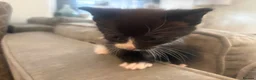 Mixed Breed cats for sale: Beautiful Kittens For Sale - Advert 30