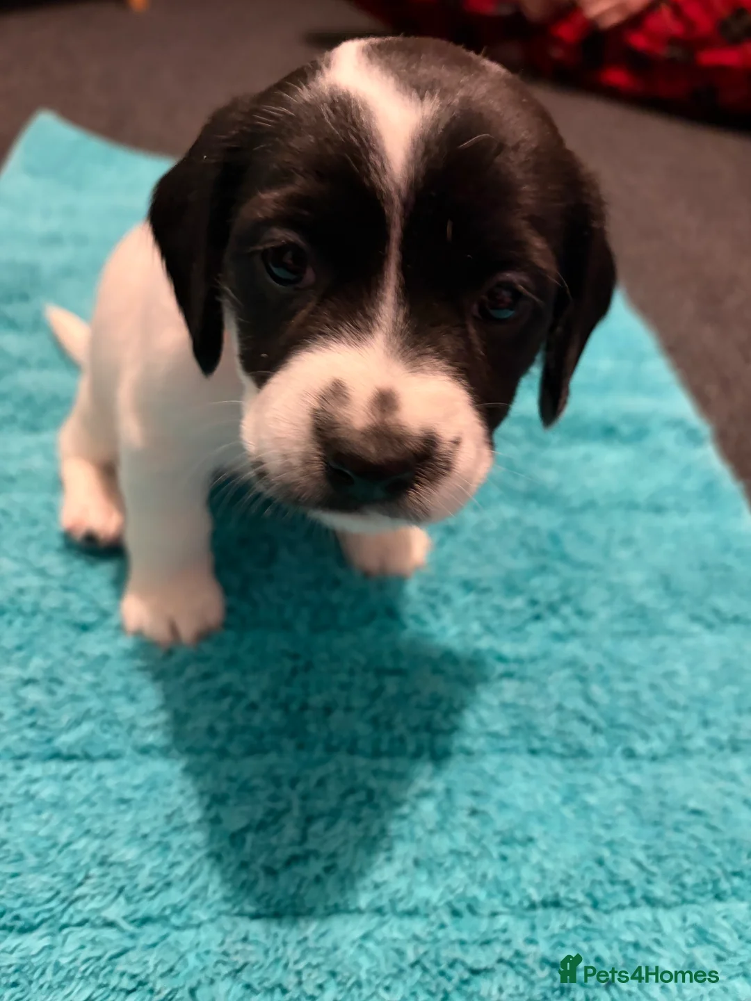 Mixed Breed dogs for sale: Cross Springer/Russel ready for forever homes l - Advert 32