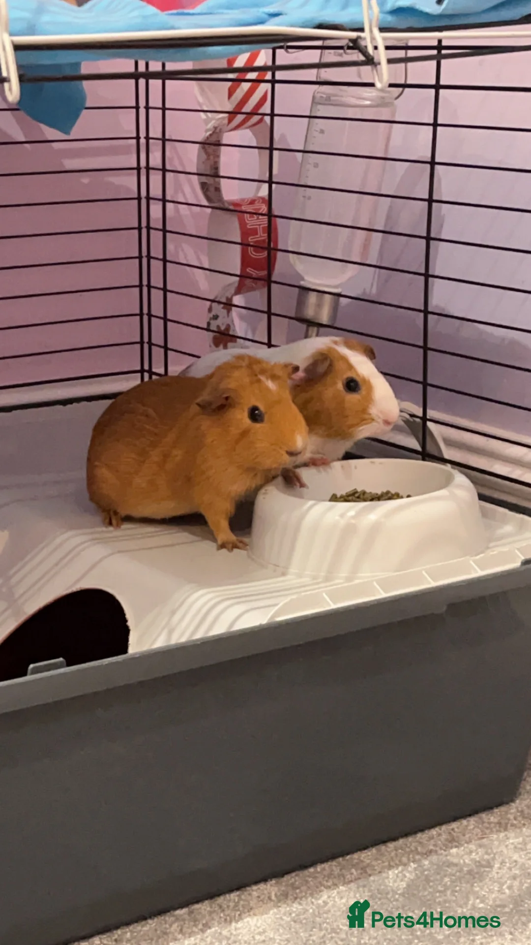 Guinea Pig rodents for sale: Two girl guinea pigs so so friendly very loved  - Advert 5