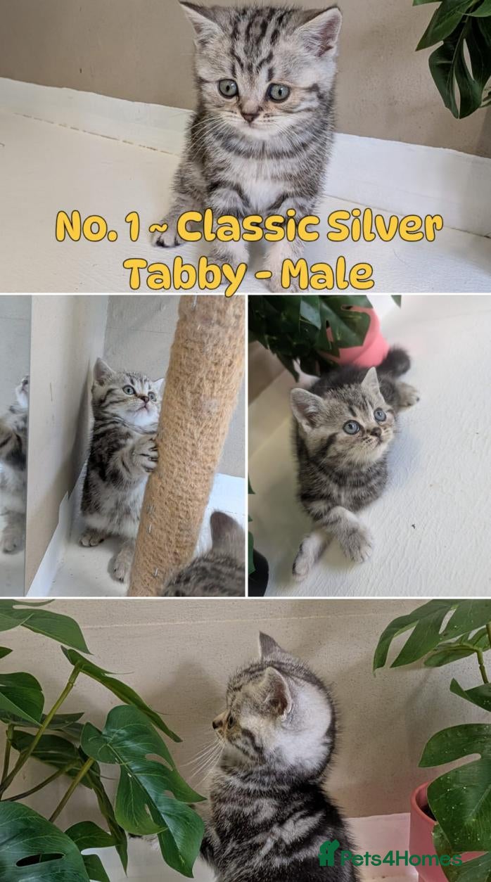 British Shorthair cats Show-Worthy Classic Silver Tabbies😻Pedigree BSH🤍 - Advert 2