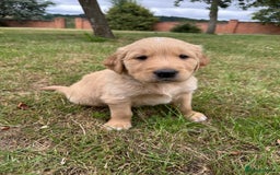 Golden Retriever dogs for sale: 4 KC registered Golden Retriever puppies  - Image 16