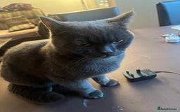 British Shorthair cats for sale: ✨✨Gorgeous british Shorthair for sale!!!! ✨⭐️ - Image 8
