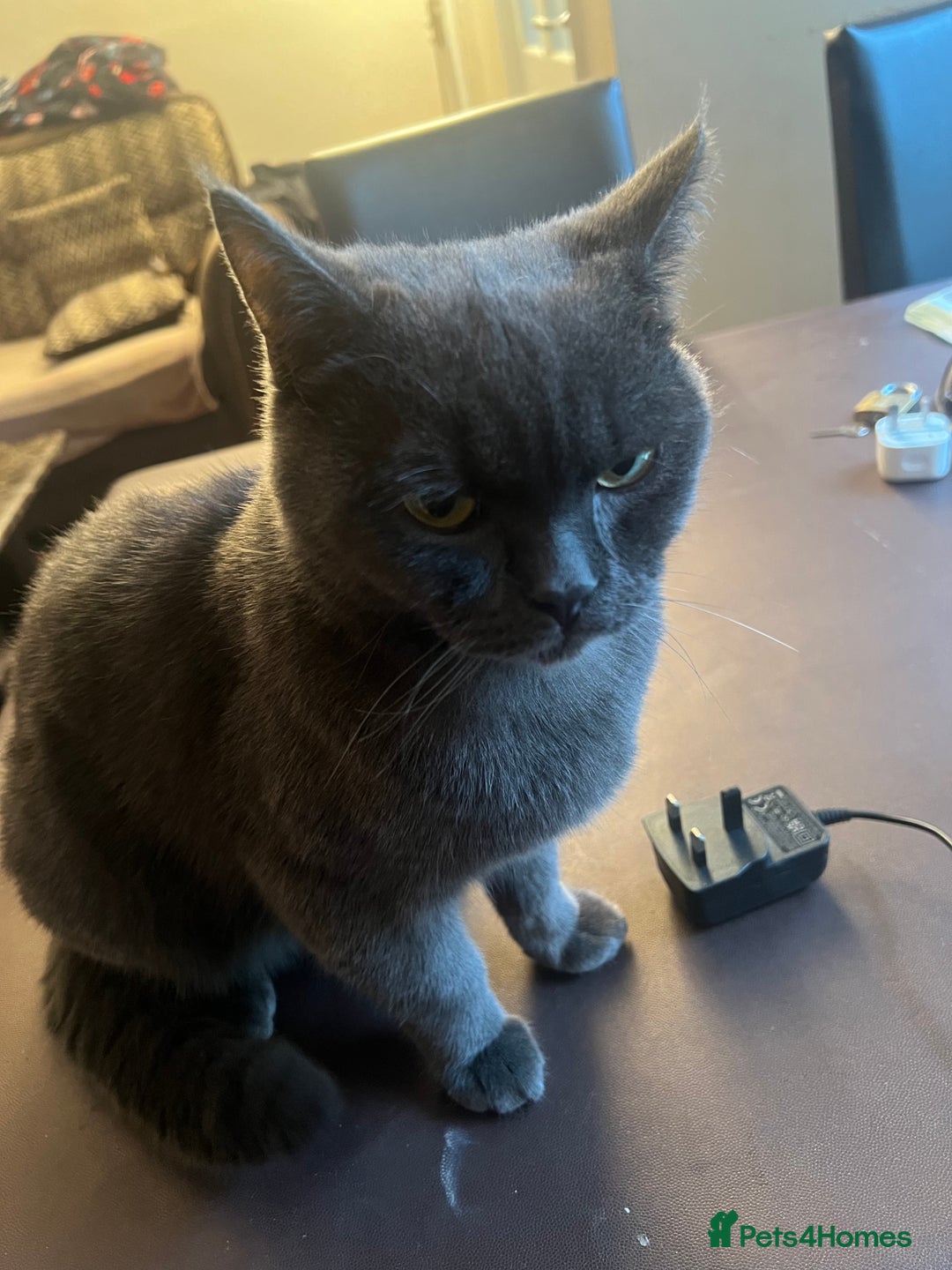 British Shorthair cats for sale: ✨✨Gorgeous british Shorthair for sale!!!! ✨⭐️ - Image 8