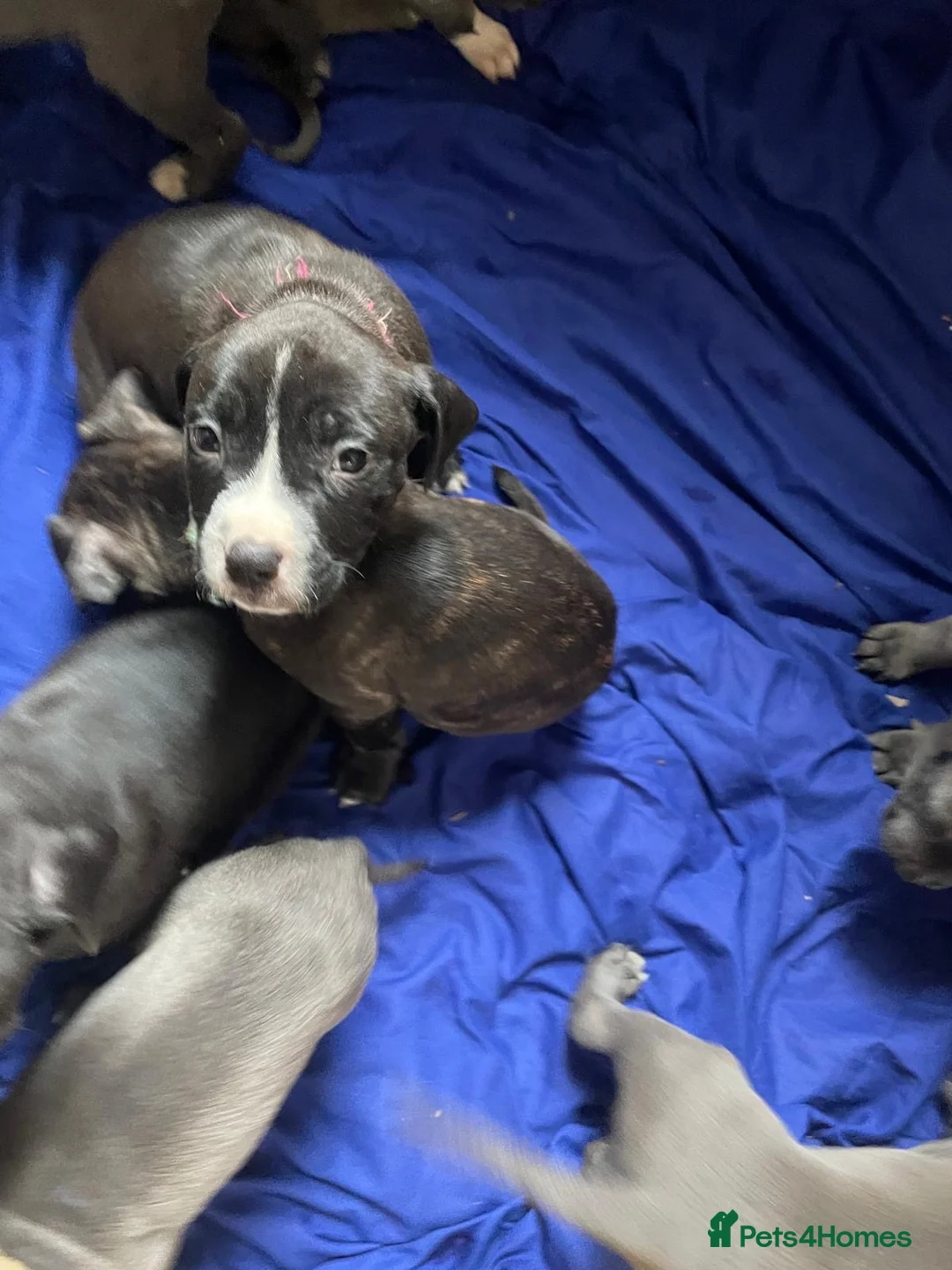 Staffordshire Bull Terrier dogs for sale: Stunning “original blue blood” Staffy pups *rare* - Advert 2