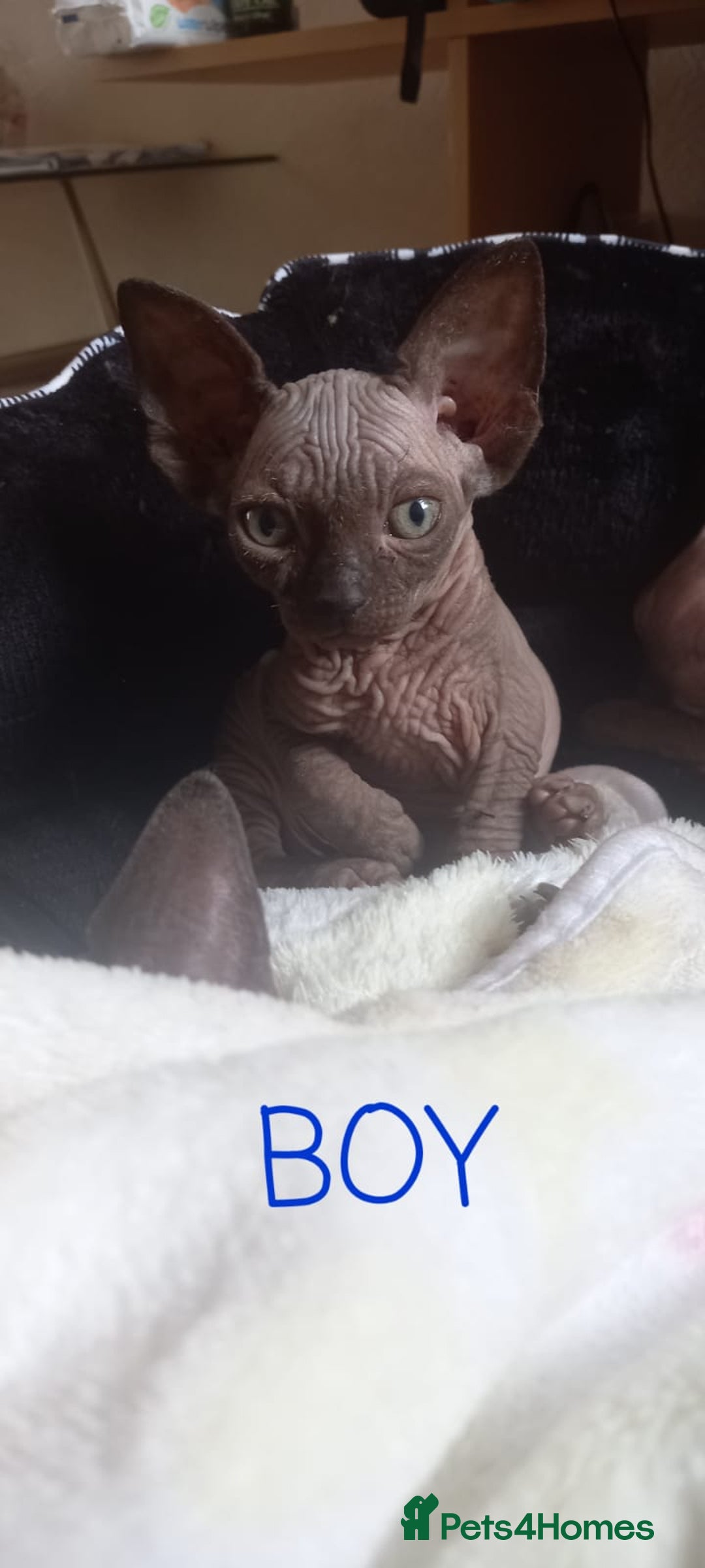 Sphynx cats for sale: 5 Adorable Sphynx Kittens for sale! - Image 31