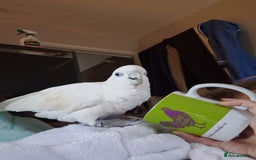 Cockatoo birds for sale: Cockatoo - Image 2