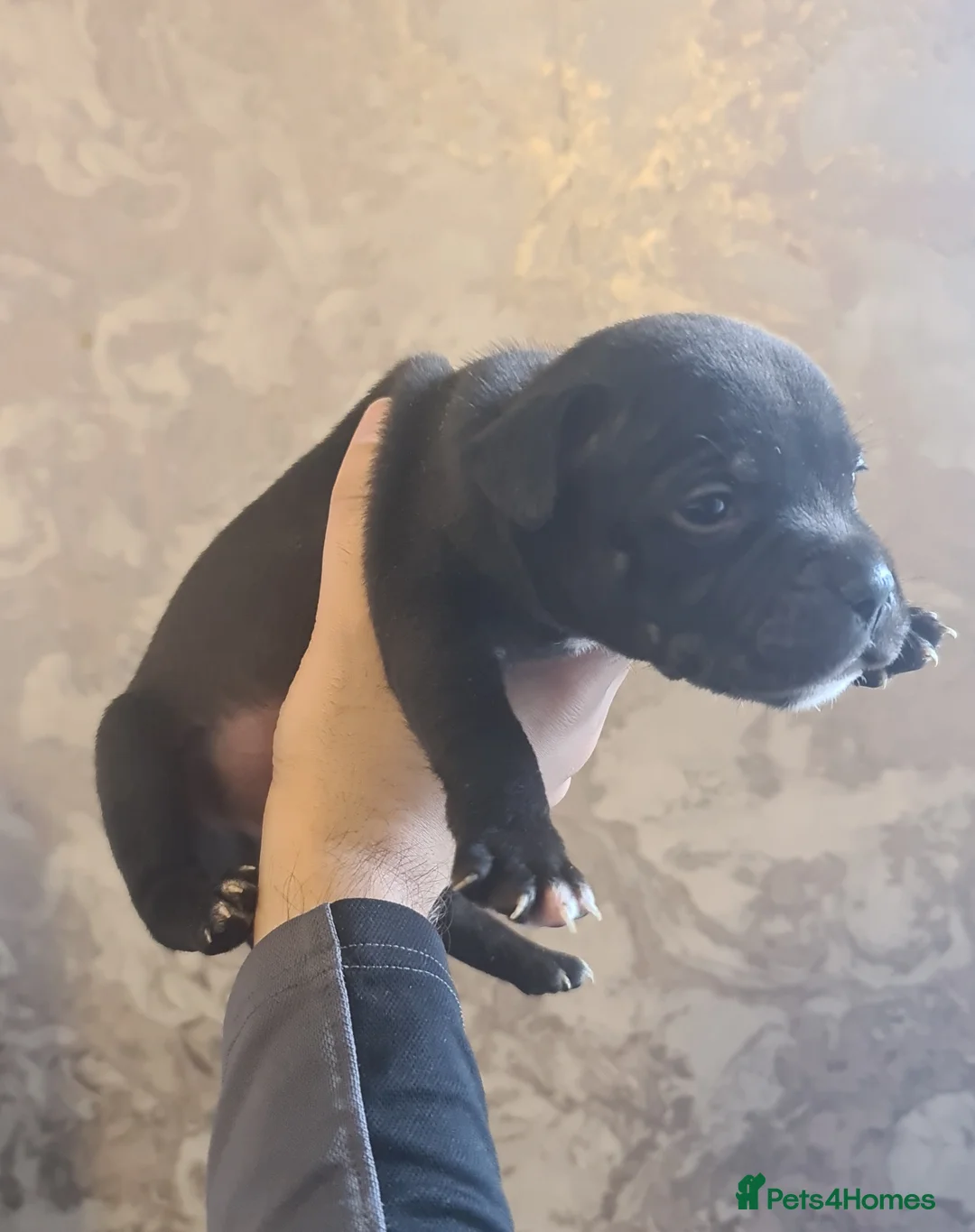 Staffordshire Bull Terrier dogs for sale: Adorable Black and blue kc staffy puppys  - Advert 5