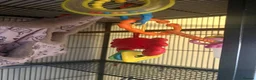 Sugar Glider rodents for sale: 3 Sugar Gliders in Plymouth - Advert 10