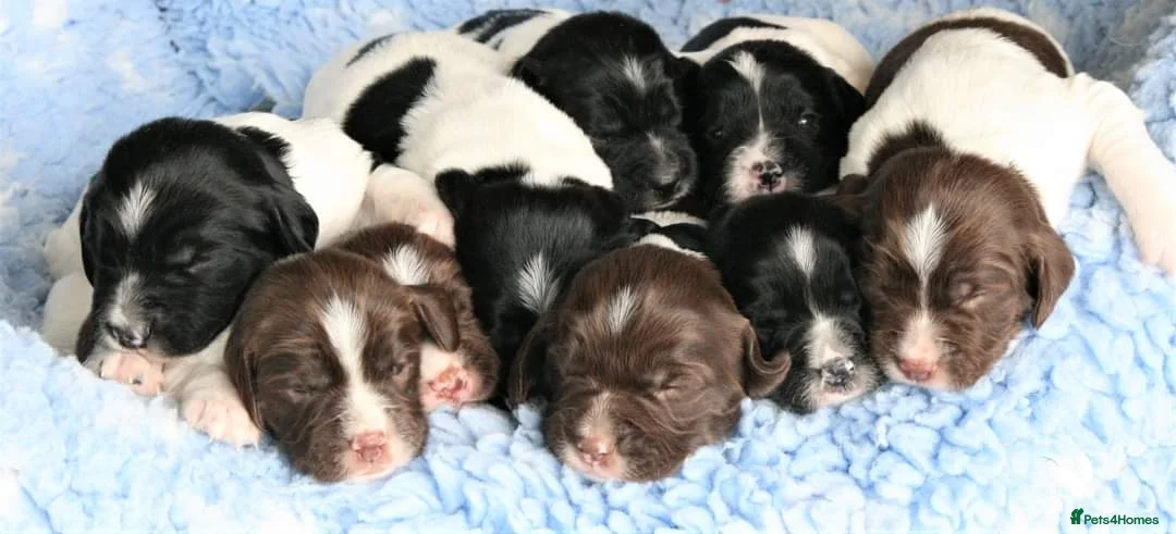 English Springer Spaniel dogs for stud: FTAW HEALTH TESTED L/WHITE SPRINGER FOR STUD in Market Drayton - Advert 13