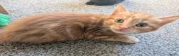 Mixed Breed cats for sale: 5 beautiful kittens in Newcastle upon Tyne - Advert 6