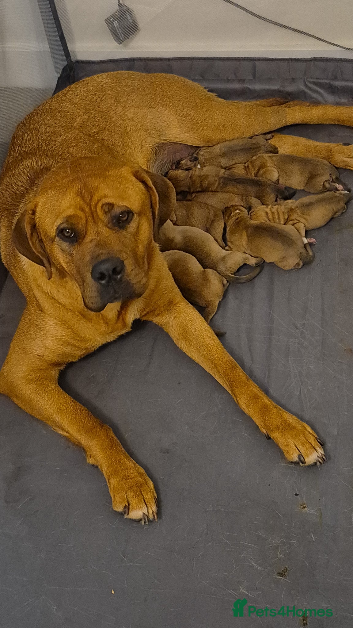 Mixed Breed dogs Mastiff mixed breed - Advert 2