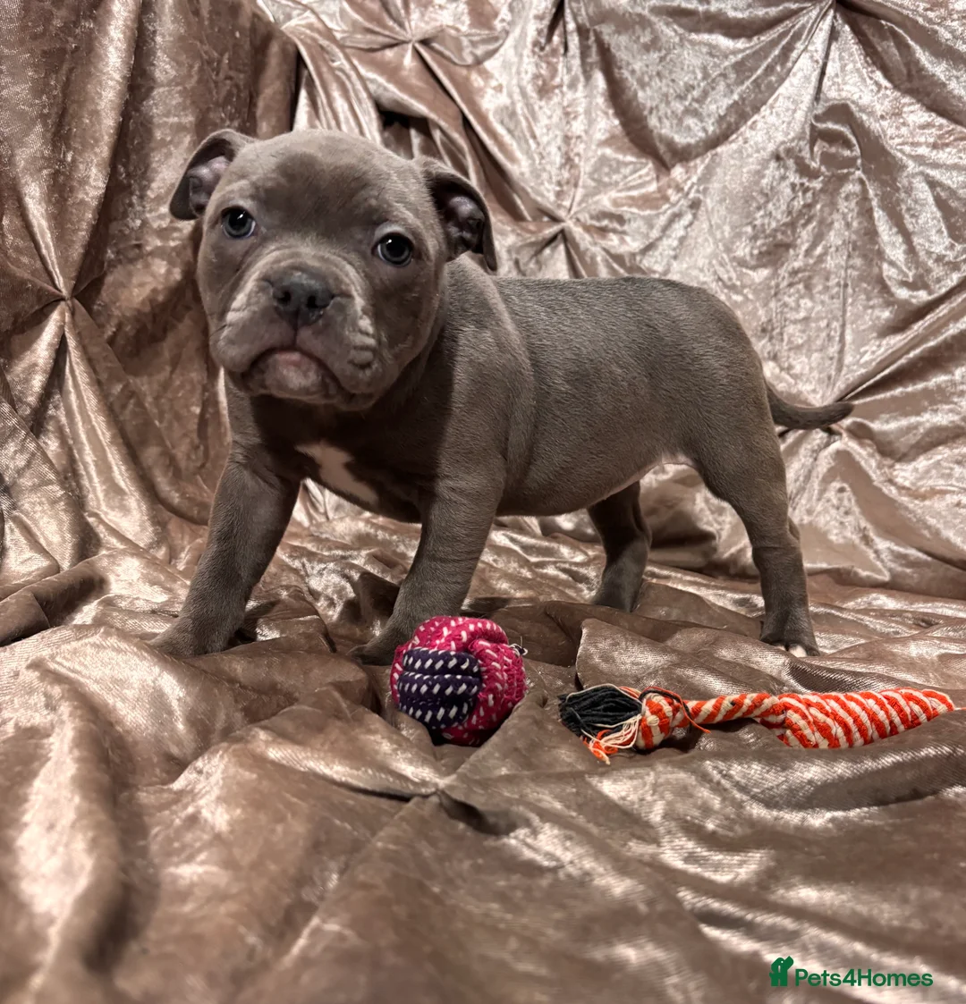 Staffordshire Bull Terrier dogs for sale: Blue Staffordshire bull terrier puppies  - Advert 7