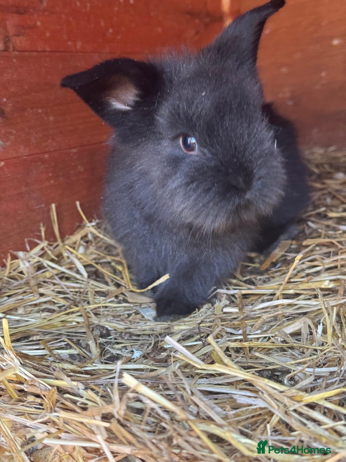 Angora rabbits Baby & Adult Rabbits for Sale - Advert 1
