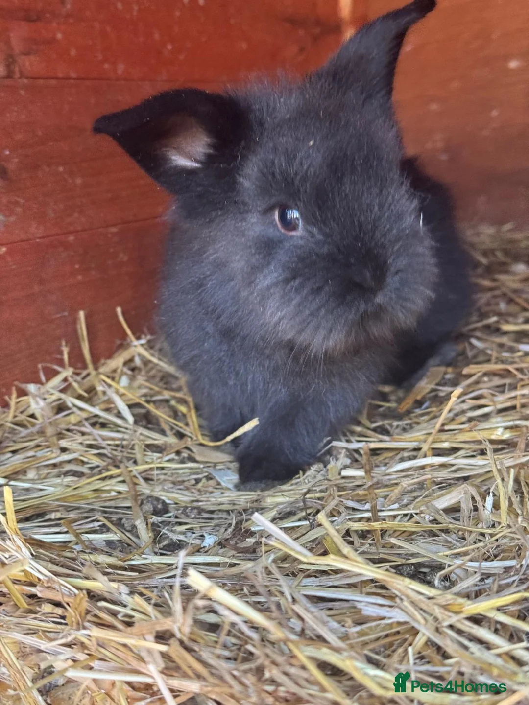 Angora rabbits for sale: Baby & Adult Rabbits for Sale in Dagenham - Advert 1