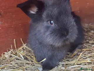 Angora rabbits Baby & Adult Rabbits for Sale - Advert 1