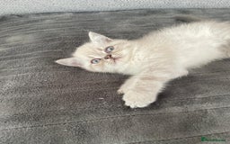 Persian cats for sale: Colourpoint blue/blue lynx  - Image 5