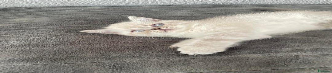 Persian Kitten 5
