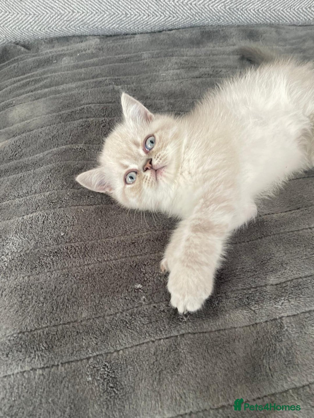 Persian cats for sale: Colourpoint blue/blue lynx  - Image 5