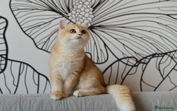 British Shorthair cats for sale: GCCFreg BSH & BLH Chocolate & Black Golden Kittens - Image 32