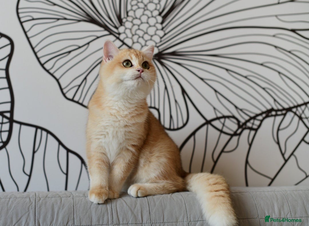 British Shorthair cats for sale: GCCFreg BSH & BLH Chocolate & Black Golden Kittens - Image 32