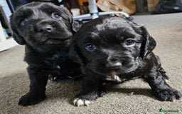 Cocker Spaniel dogs for sale: Beautiful cocker spaniel puppies - Advert 2
