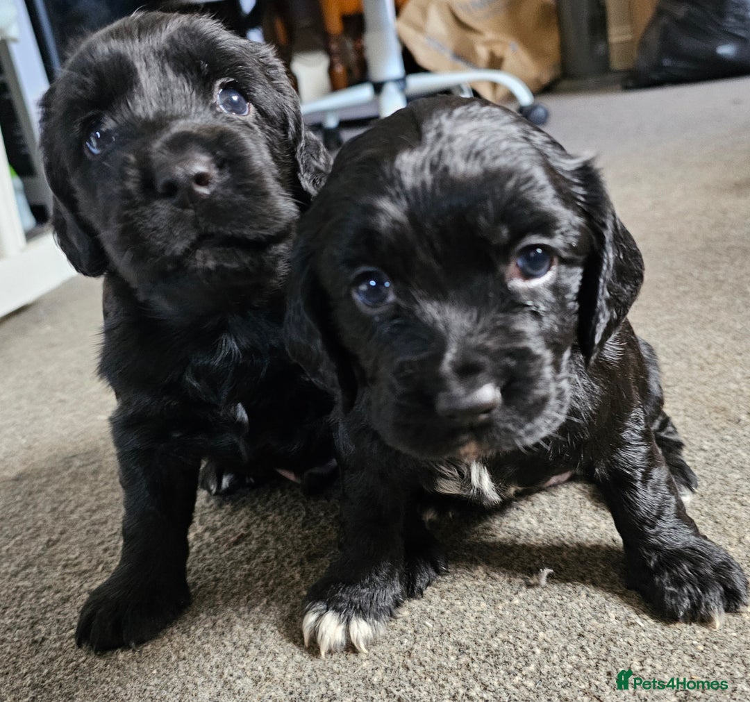 Cocker Spaniel dogs for sale: Beautiful cocker spaniel puppies - Advert 2