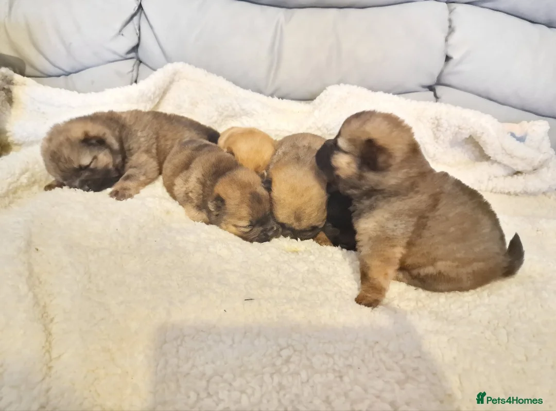 Chow Chow dogs for stud: £150 Beautiful Stud Dog Hugo - Advert 2