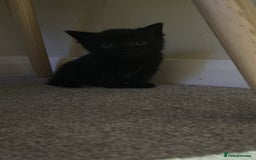 British Shorthair cats for sale: 1 Gorgeous Black kitten Remaining - Image 3
