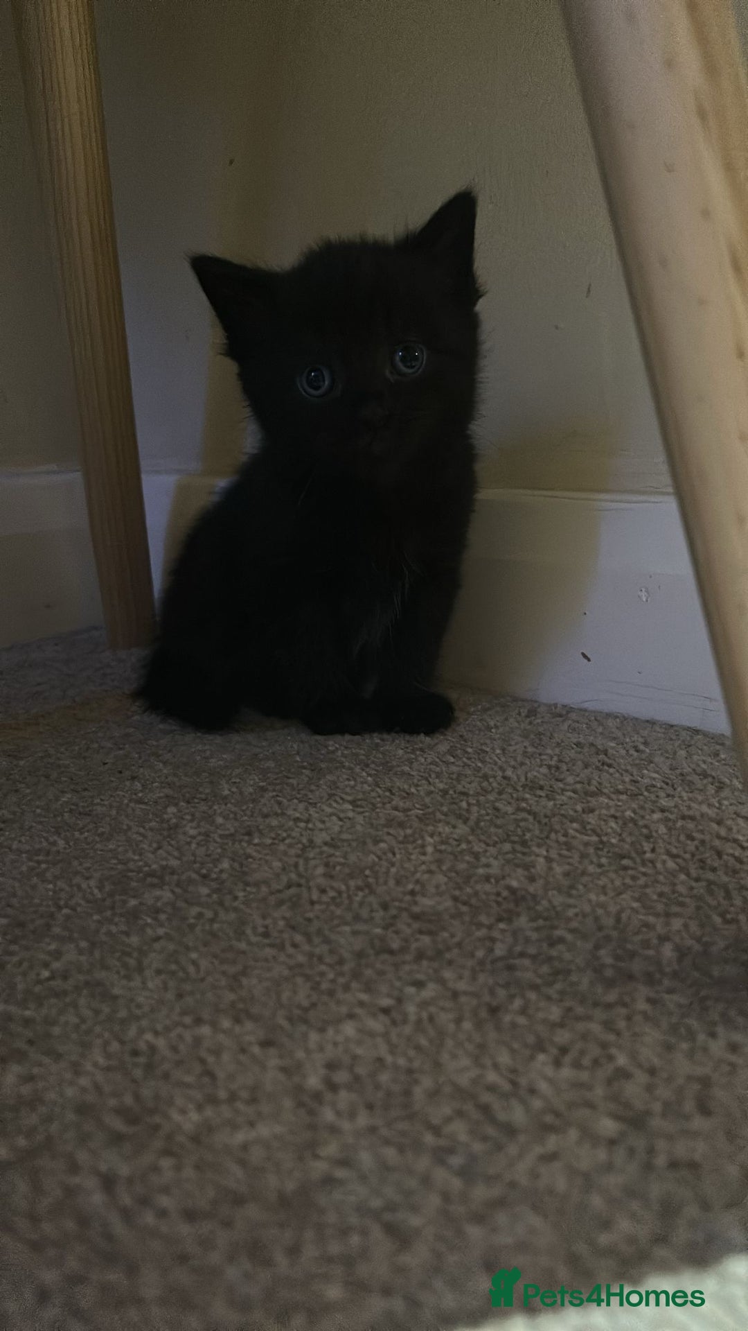 British Shorthair cats for sale: 1 Gorgeous Black kitten Remaining - Image 3
