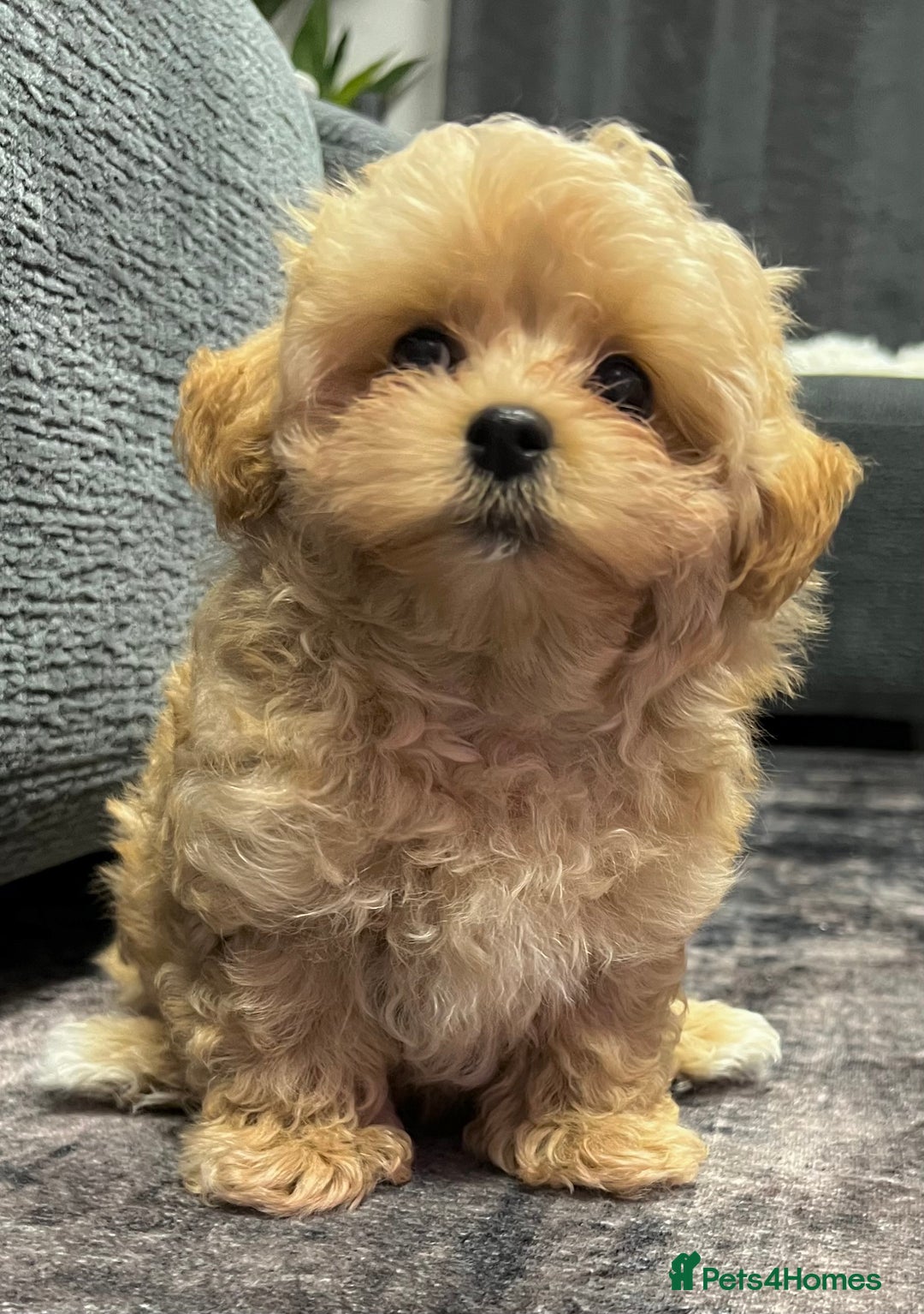 Toy Poodle dogs for sale: 🌟 Stunning Champagne Asian Toy Poodle Boy🌟 - Advert 9