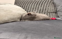 British Shorthair cats for sale: British Shorthair kittens and Mum for sale - Image 18